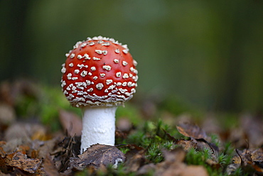 Fly Agaric (Amanita muscaria), Emsland, Lower Saxony, Germany, Europe