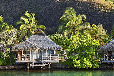 Bungalow with palm trees by the water, reflection, Mo'orea, French Polynesia, Oceania