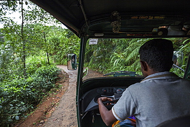 Tuk-tuk driver on small road, thick vegetation, Sinharaja Forest Reserve, Sri Lanka, Asia