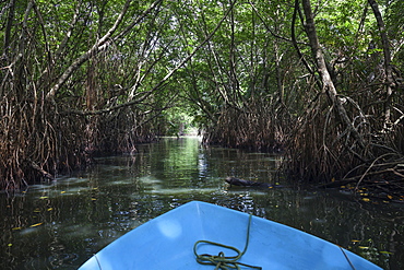 Boat ride through mangrove forest, branch of Bentota Ganga River, Bentota, Western Province, Sri Lanka, Asia