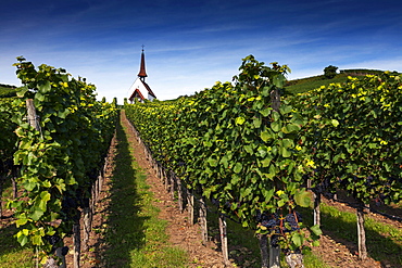 Eichert Chapel in the vineyards, Jechtingen, Kaiserstuhl, Baden-Württemberg, Germany, Europe