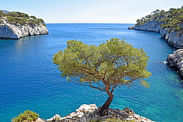 Calanque de Port Pin, Calanques National Park, Provence, France, Europe