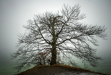 Bare tree in winter fog on the slope of the chalk cliff coast, Rugen, Germany, Europe