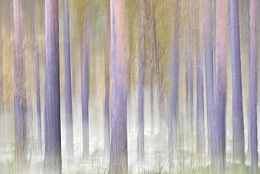 Forest in autumn, abstract, Rondane National Park, Norway, Europe