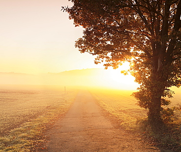 Way between farmland with morning mist at sunrise, Hunsrück, Rhineland-Palatinate, Germany, Europe