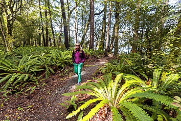 Hiker walking through forest with tree ferns, Abel Tasman National Park, Southland, New Zealand, Oceania