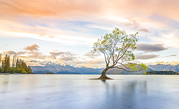 Sunrise, single tree standing in water, Lake Wanaka, The Wanaka Tree, Roys Bay, Otago, Southland, New Zealand, Oceania