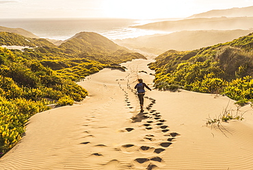 Woman running down dunes, sand dunes with yellow lupines (Lupinus luteus), Sandfly Bay, Dunedin, Otago Region, Otago Peninsula, Southland, New Zealand, Oceania