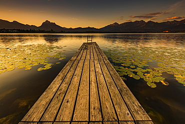 Dock at mountain lake with lily pads (Nymphaea), Allgäu Alps at back, sunrise, Hopfensee, Hopfen am See, Ostallgäu, Bavaria, Germany, Europe