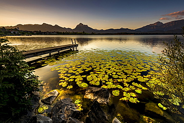 Dock at mountain lake with lily pads (Nymphaea), Allgäu Alps at back, sunrise, Hopfensee, Hopfen am See, Ostallgäu, Bavaria, Germany, Europe