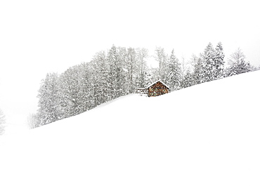 Mountain hut in front of winter forest, dense snowfall, Hittisau, Bregenz Forest, Vorarlberg, Austria, Europe