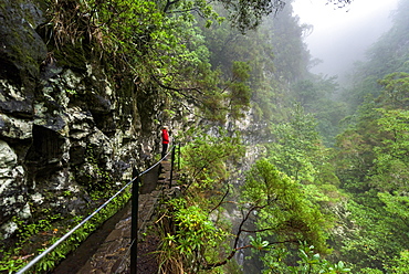 Hikers on narrow footpath along a Levada watercourse, rainforest in fog, Caldeirao Verde, Queimadas, Madeira, Portugal, Europe