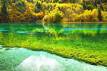 Five Flower Lake in autumnal environment, Jiuzhaigou National Park, UNESCO World Heritage Site, Sichuan Province, China, Asia