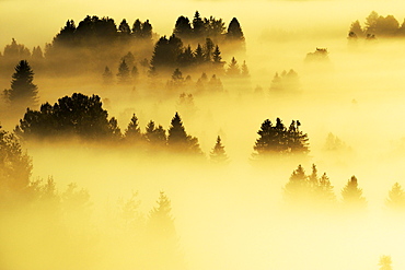 Forest covered in fog, Rothenthurm, Canton of Schwyz, Switzerland, Europe