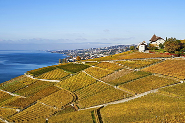 Vineyards in autumn with view of Castle Montagny, Lausanne, Lavaux, Lake Geneva, Canton of Vaud, Switzerland, Europe