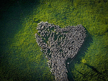 Aerial view of a flock of sheep during the transhumance in the Soria region, Arévalo de la Sierra, Castilla y León, Spain, Europe