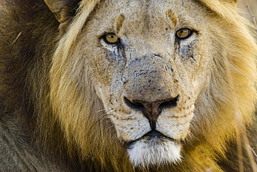 Lion (Panthera leo), male, Kruger National Park, South Africa, Africa