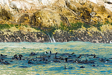 Harbor seals (Phoca vitulina), Plettenberg Bay, Garden Route, District Eden, Western Cape, South Africa, Africa