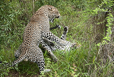 Leopards (Panthera pardus), adult male and female, fighting after mating, South Africa, Africa