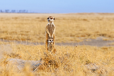 Two Meerkats (Suricata suricatta), adult and cub, alert, Makgadikgadi Pan, Botswana, Africa