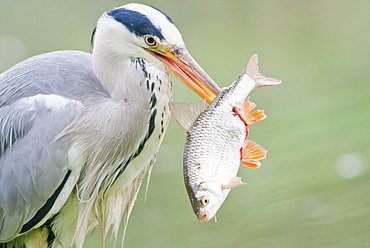 Grey Heron (Ardea cinerea) with prey, fish, North Hesse, Hesse, Germany, Europe