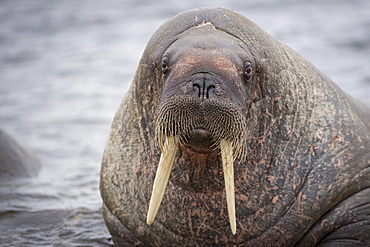 Walrus (Odobenus rosmarus), Phippsøya, Sjuøyane, Svalbard Archipelago, Svalbard and Jan Mayen, Norway, Europe