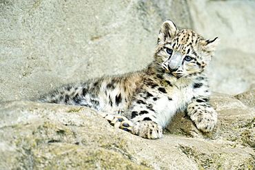 Young Snow Leopard (Panthera uncia), captive