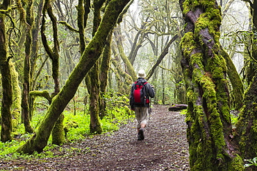 Hiker walking through a laurel forest, Garajonay National Park, La Gomera, Canary Islands, Spain, Europe