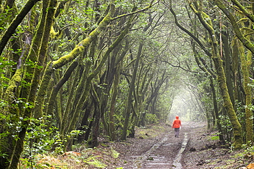 Track in the cloud forest, laurel forest, Garajonay, La Gomera, Canary Islands, Spain, Europe