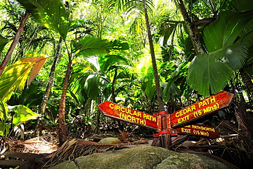 Tropical vegetation coco de mer, sea coconut (Lodoicea maldivica), Nature Reserve Vallee de Mai, UNESCO world heritage site, Praslin Island, Seychelles, Africa