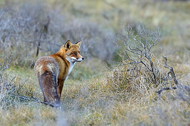 Red fox (Vulpes vulpes) stands attentively between bushes, Waterleidingduinen, North Holland, Netherlands