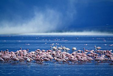 Flamingos before a storm - Lake Nakuru - Kenya