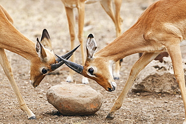 Two Impalas (Aepyceros melampus), fighting, Botswana, Africa