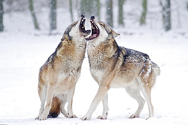 Two howling wolves (Canis lupus) in the snow, captive, Germany, Europe