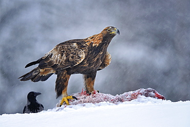 Golden Eagle (Aquila chrysaetos) with bait and a Hooded Crow (Corvus corone cornix) during a blizzard, Kainuu, Utajärvi, Nordfinnland, Finland, Europe