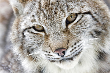 Portrait of a Eurasian Lynx (Lynx lynx), Hesse, Germany, Europe