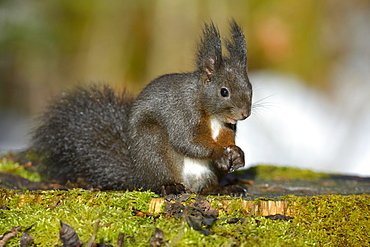 Red Squirrel (Sciurus vulgaris), black morph, perched on a tree stump, Fischen, Allgäu, Bavaria, Germany, Europe