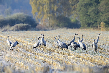 Cranes (Grus grus) foraging in a corn field in the morning, Tiste Bauernmoor, Burgsittensen, Lower Saxony, Germany, Europe