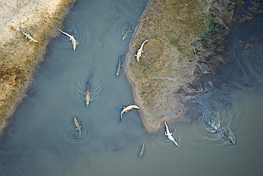 Nile Crocodiles (Crocodylus niloticus), swimming, lying on the shore, aerial view, Luangwa River, South Luangwa National Park, Zambia, Africa