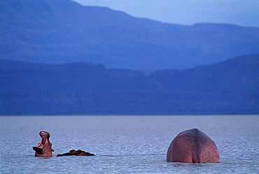 Hippos ( Hippopotamus amphibius) - Lake Manyara - Tanzania