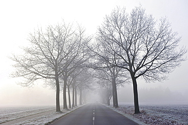 Tree-lined avenue in mist