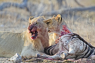 Two Lions (Panthera leo), bloodstained, feeding from Burchell's Zebra (Equus quagga burchellii) carcass, Etosha National Park, Namibia, Africa