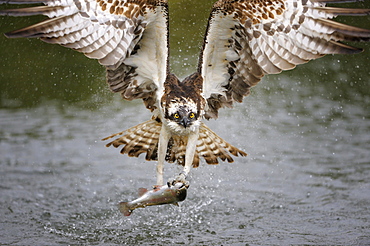 Osprey (Pandion haliaetus) in flight with a Rainbow Trout (Oncorhynchus mykiss) as prey, Pothiolampi, Kangasala, Westfinnland, Finland, Europe