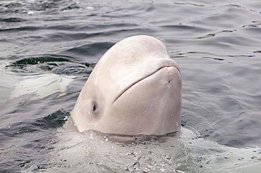 Beluga Whale or White Whale (Delphinapterus leucas), Sea of Japan, Primorsky Krai, Russia, Europe