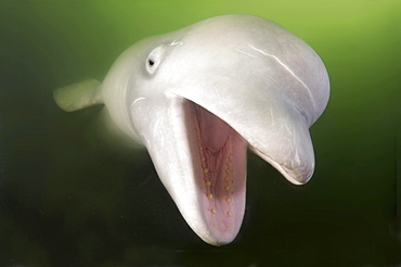 Beluga Whale, White Whale (Delphinapterus leucas), Sea of Japan, Primorsky Krai, Russia, Europe