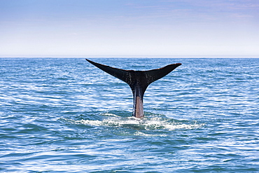 Fluke of a Sperm Whale (Physeter macrocephalus) while diving, Kaikoura, Canterbury Region, New Zealand, Oceania