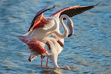 Greater Flamingo (Phoenicopterus roseus), pair mating, copula, Camargue, Southern France, France, Europe