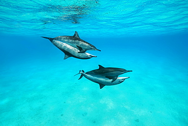 Mating of two pairs Spinner Dolphins (Stenella longirostris), Red Sea, Sataya Reef, Marsa Alam, Egypt, Africa