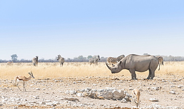 Black Rhinoceros (Diceros bicornis), Etosha National Park, Namibia, Africa