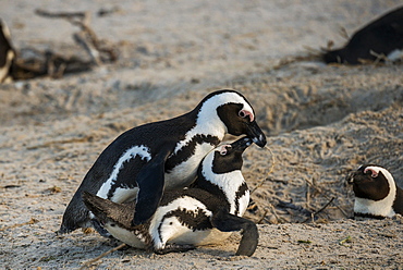 African Penguins (Spheniscus demersus), copulating, Boulders Beach, Simon's Town, Western Cape, South Africa, Africa